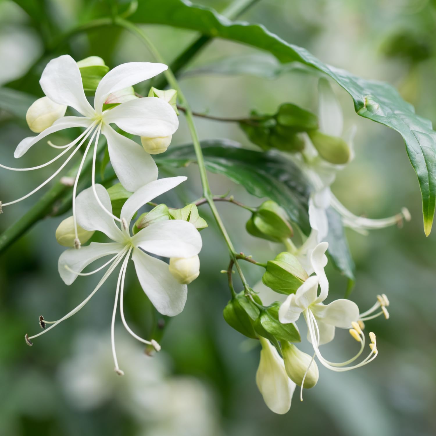 2 Clerodendrum Live Plants 4-7 Inches, Trailing Light Bulb Flowering Shrub, Indoor or Outdoor Ornamental (Random Clerodendrum)