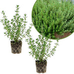Set of 2 English Thyme Live Herb Plants, 3-6 Inch Tall, Thyme Plant, Fragrant Plants for Outdoor Garden and Indoor Container Growing, No Pot Included