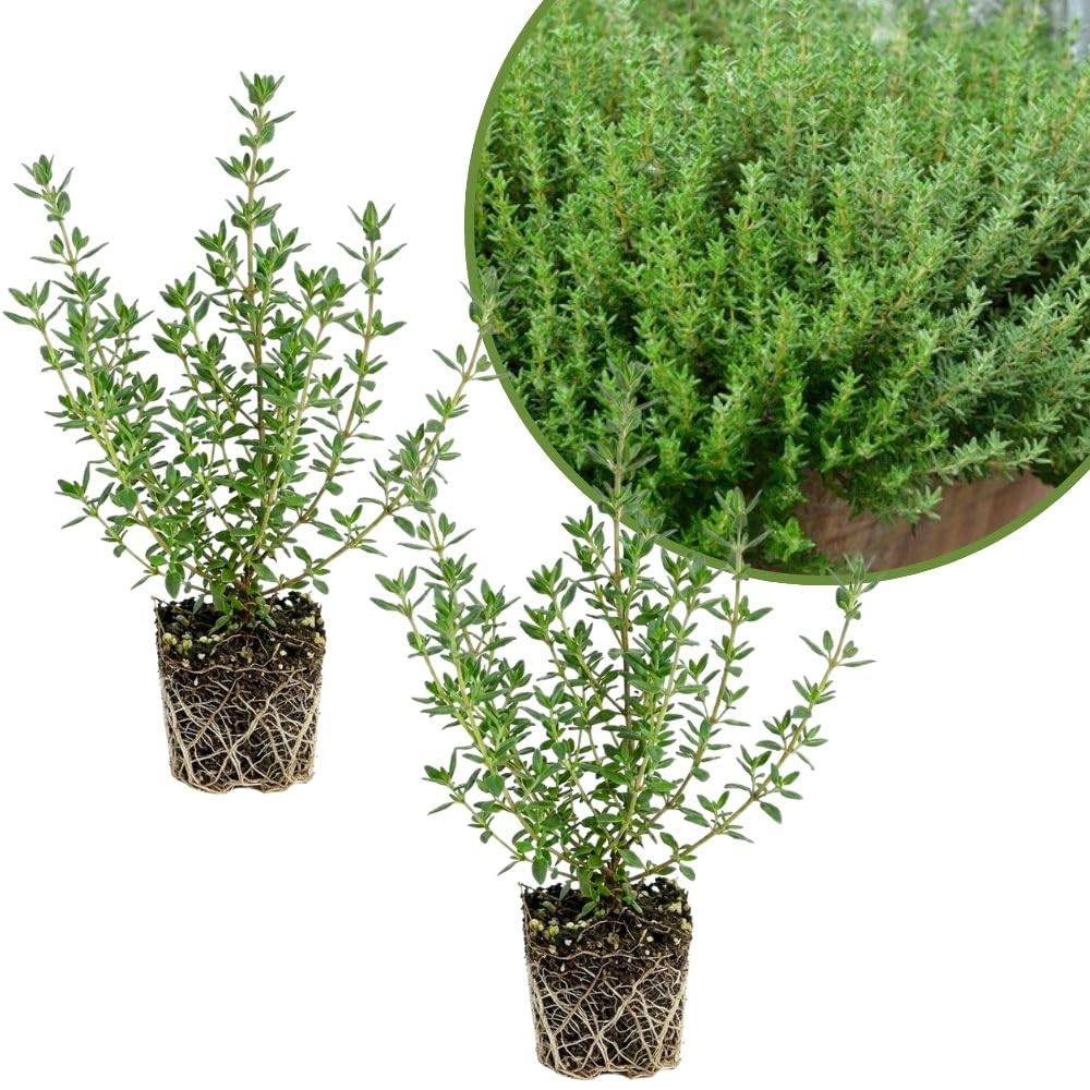 Set of 2 English Thyme Live Herb Plants, 3-6 Inch Tall, Thyme Plant, Fragrant Plants for Outdoor Garden and Indoor Container Growing, No Pot Included