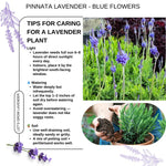 Pack 4 Lavender Plants Live, Lavandula Perennial Plants, 4-8" Height, Fragrant Perennial Flowers, No Pot (Blue Lavender)