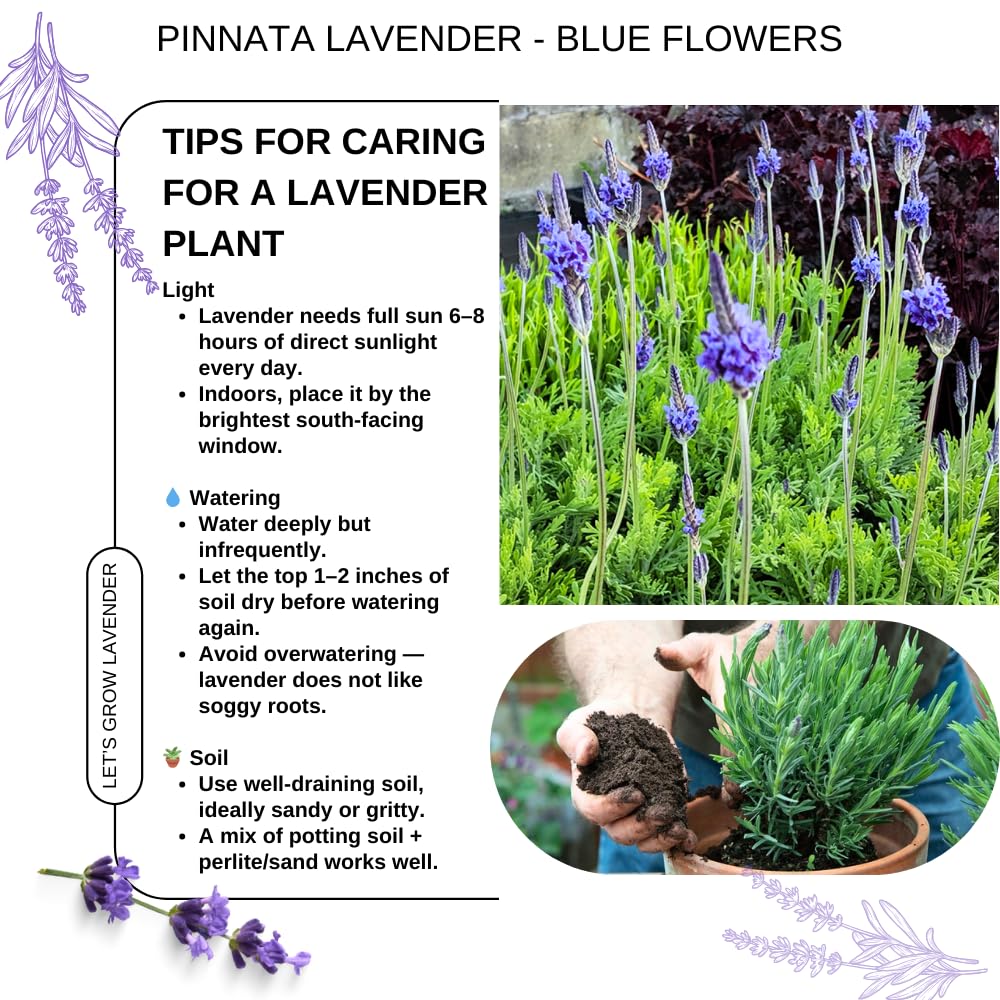 Pack 4 Lavender Plants Live, Lavandula Perennial Plants, 4-8" Height, Fragrant Perennial Flowers, No Pot (Blue Lavender)