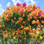 2 Assorted Bougainvillea Plants Live, Flowering Bougainvillea Vine for Outdoor Garden or Trellis, 5-9 Inch Tall, Very Hardy