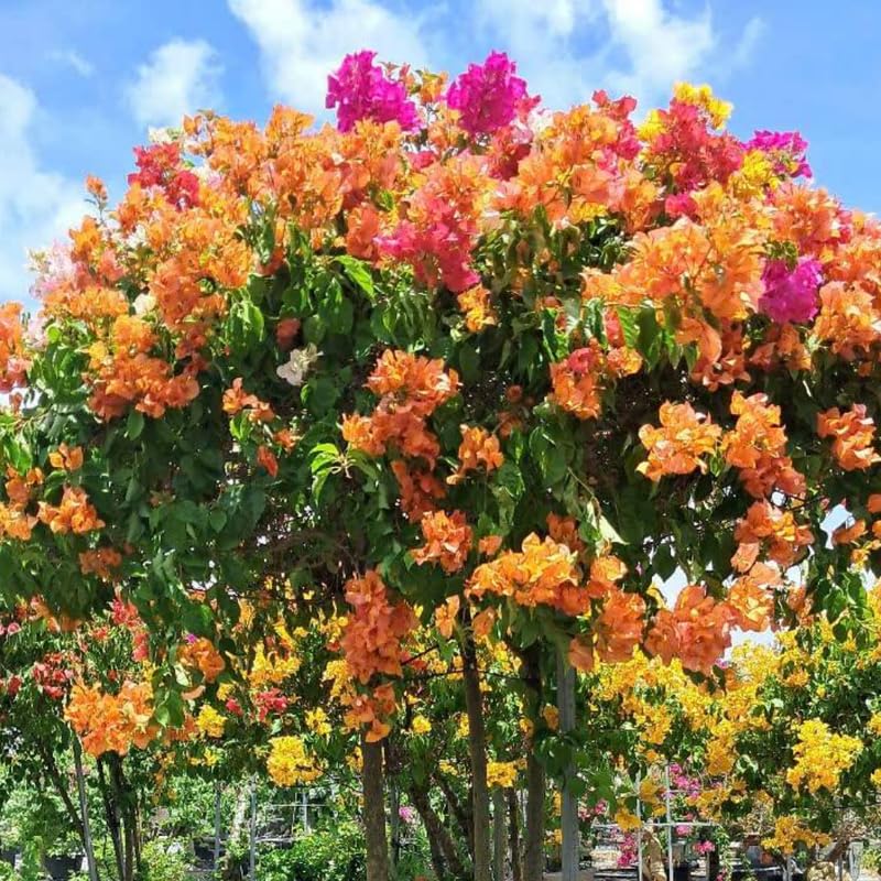 2 Assorted Bougainvillea Plants Live, Flowering Bougainvillea Vine for Outdoor Garden or Trellis, 5-9 Inch Tall, Very Hardy
