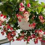 Set 2 of Fuchsia Plants Live, Red White Flower Plant, 3 to 5 Inches Tall Live Plant, Fuchsia Plant Pot for Growing Outdoors 4 Inc Potted