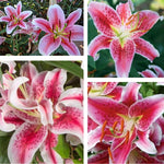 Set 3 Large Pink Lily Bulbs, 4-6 Inch, Pink Lilies Bulbs, Flowering Bulb for Outdoor Garden Beds and Containers