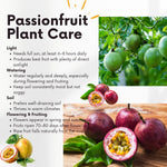 Red Passion Fruit Vine Plant Live, Perennial Tropical Fruit Tree for Garden or Trellis, 5-10 Inches Tall, Passionfruit Seedling