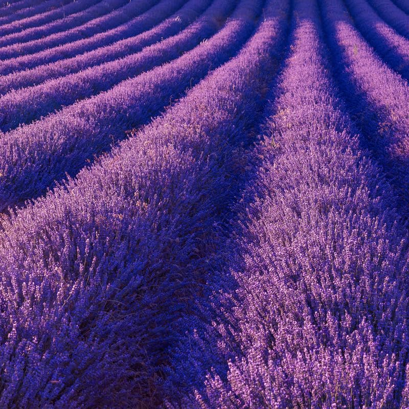 2 Lavender Plants Live, Lavandula Perennial Flower Plants Indoor Outdoor, Well Rooted Plugs 3 to 5 Inch Tall (Provence Lavender)