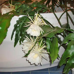 Night Blooming Epiphyllum Oxypetalum Plant Live, 4 to 6 Inc Tall, Succulents Plant Live