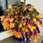 Christmas Cactus Plant Live, Starter Holiday Thanksgiving Cactus Plant for Indoor Outdoor Houseplants, Fasle Easter Cactus Plants Like, Cold Hardy, 5-9" in Tall (Yellow)