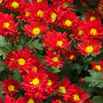 Pack 3 Red Chrysanthemum Plants, Mums Plants Live, 3 to 6 Inch Tall Garden Mum Live Plant, Vibrant Fall Blooms, Hardy Chrysanthemum Flowers, No Pot