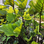 Black Stems Green Leaf Colocasia Live Plant, 5 to 8" in Tall, Taro Elephant Ear Alocasia Esculenta Live Plant for Planting, Live Colocasia Houseplant