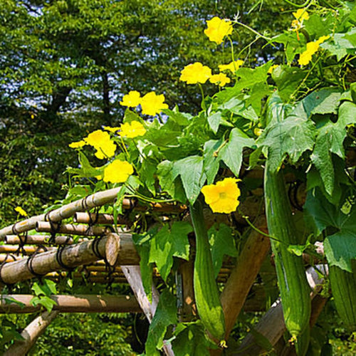 2 Luffa Plants Live, Luffa Gourd Live Plant, Loofah Gourd Plants for Garden, 3 to 5 Inches Tall, Vine Garden