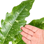 Variegated Philodendron Live Plant, Rare Indoor Houseplant Live Well Rooted 5-7 Inches, Container Growing, Home Office Decor (Fire Philodendron)