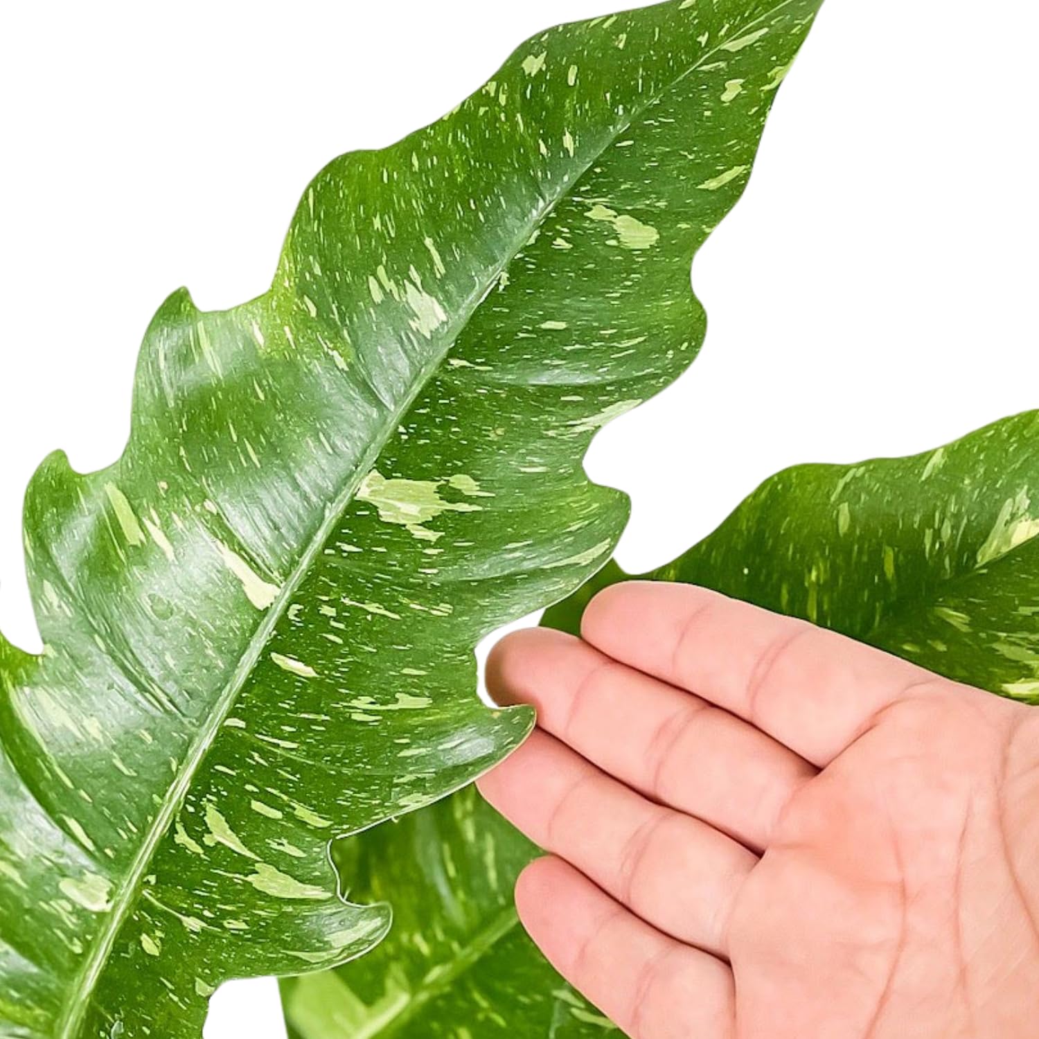 Variegated Philodendron Live Plant, Rare Indoor Houseplant Live Well Rooted 5-7 Inches, Container Growing, Home Office Decor (Fire Philodendron)