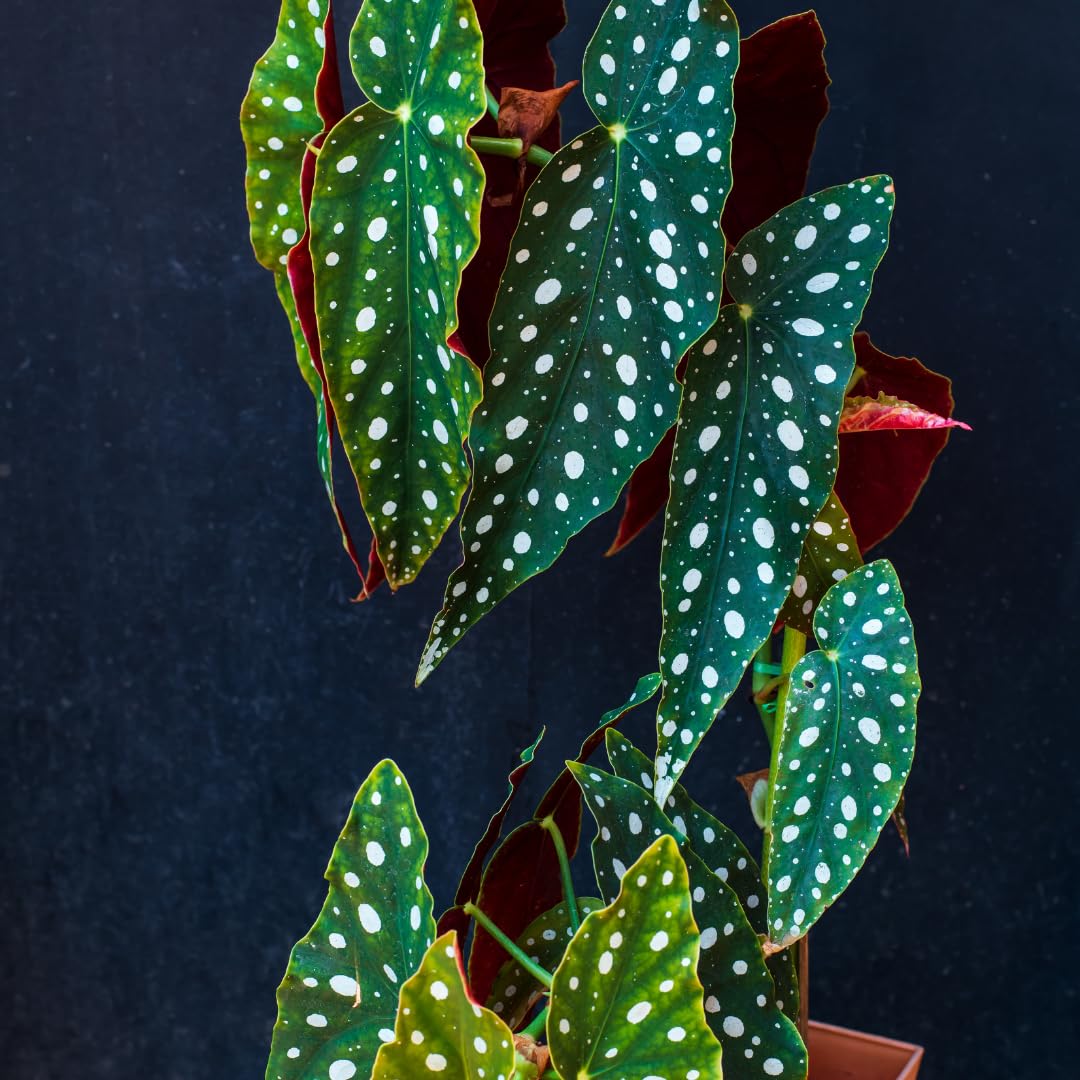 Set 2 Begonia Live Plants, Rare Begonia Plants for Trailing, Ornamental Hanging Basket 5"-9" in Tall (Polka Dot Maculata Angel Wing)