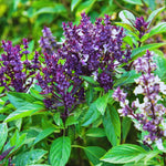 Basil Plants Live, 15 Green Basil Live Plant for Gardening Outdoor Indoor, 4 to 6'' Tall