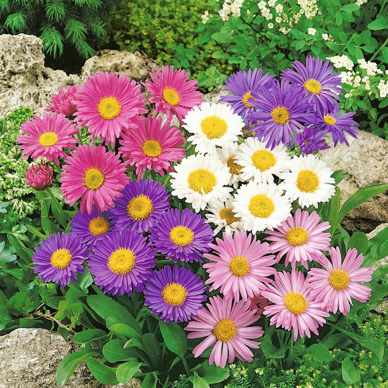 Set 2 Hardy Aster Plants Live, Perennial Aster Flowers for Planting Outdoor, Container, Garden 4-8 Inches - Assorted Blooms