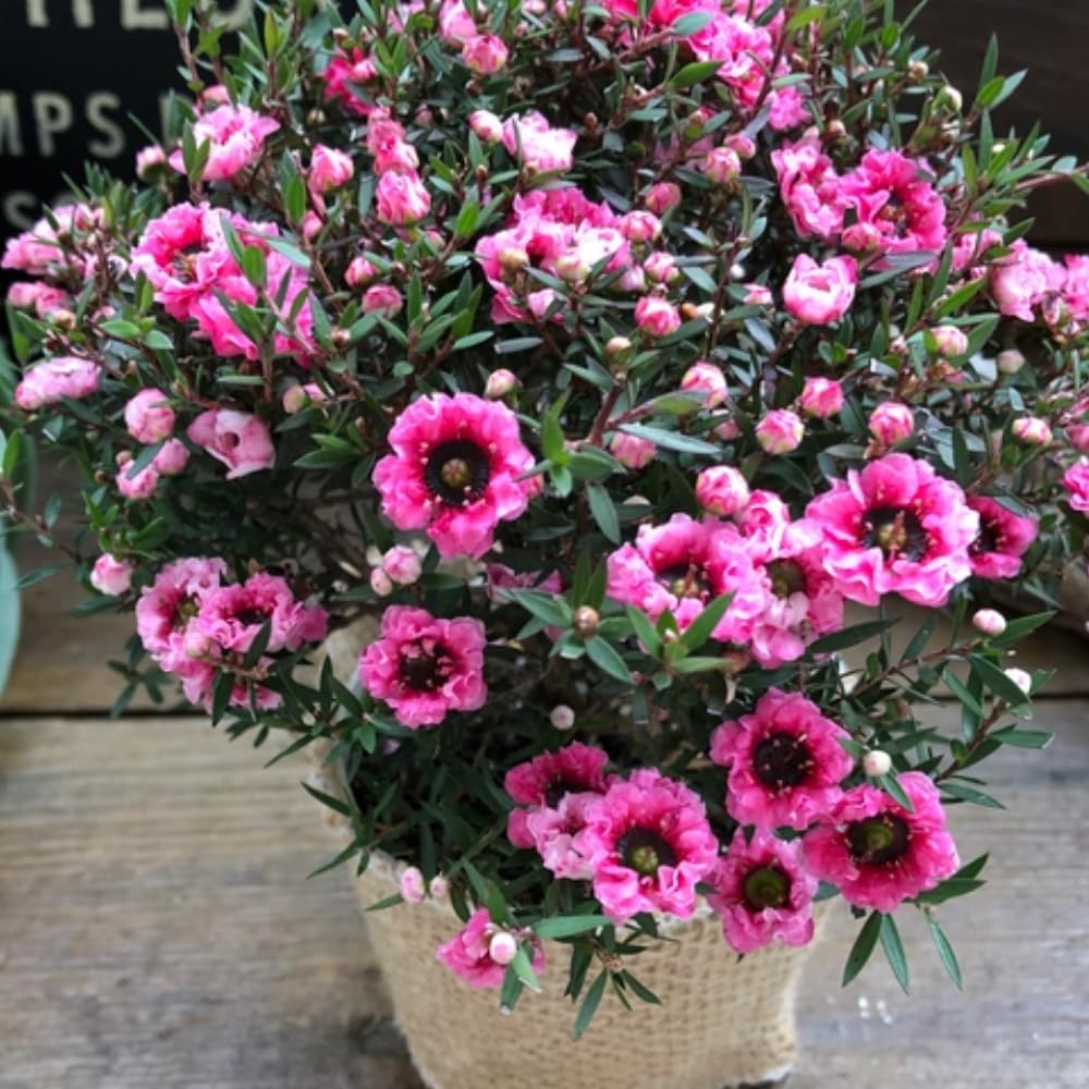 Leptospermum Tree Live Plant, 5 to 7 Inc Tall, Manuka Tea Tree Plant, Shrub Plants for Gardening