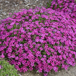 Set 3 Hardy Creeping Phlox Plants Live Plugs, Pink Cherry Creeping Phlox Ground Cover, 2-4" in Height