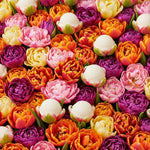 25 Tulip Bulbs for Planting, Easy-Grow Spring Flowers, Assorted Perennial Tulip Bulbs, Bulb Size 11/12 cm, Gardens, Containers, Flowerbeds Planting (Mix Tulip)