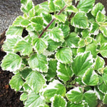 2 Swedish Ivy Plants Live Indoors to Grow, in 4 Inch Pot, Purple Plectranthus Swedish Ivy House Plants, Live Swedish Ivy Vine, 4-6" Tall (Variegated Swedish Ivy)