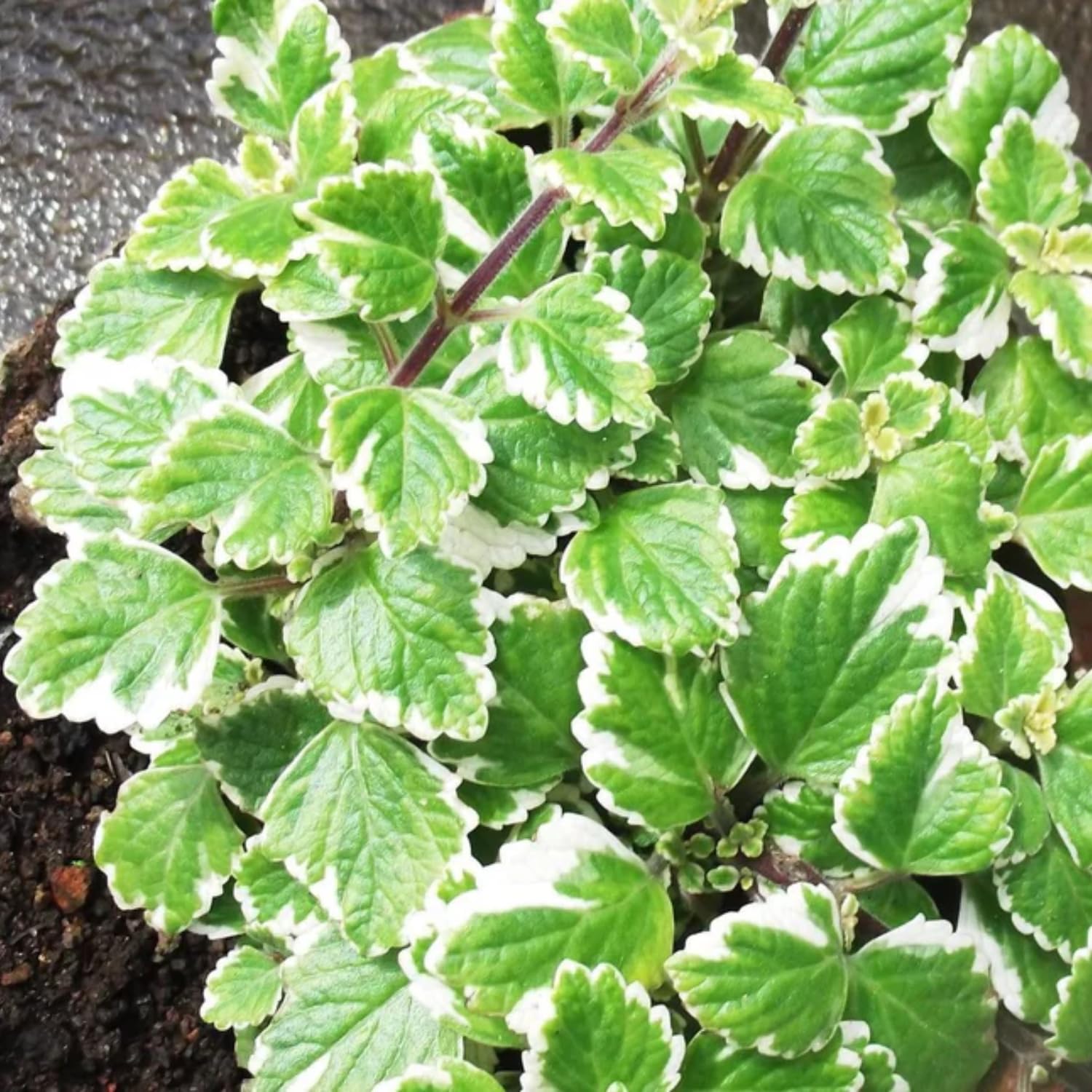 2 Swedish Ivy Plants Live Indoors to Grow, in 4 Inch Pot, Purple Plectranthus Swedish Ivy House Plants, Live Swedish Ivy Vine, 4-6" Tall (Variegated Swedish Ivy)
