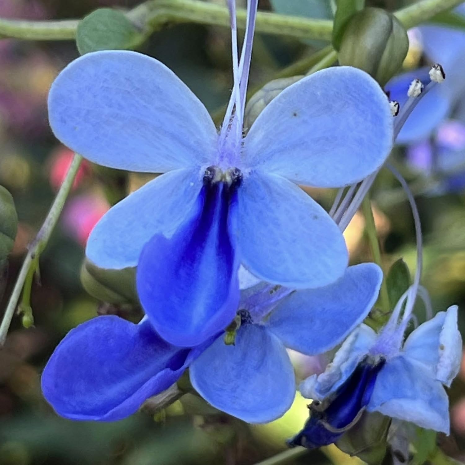 Clerodendrum Plants Live Well-Rooted for Outdoor Planting, Random Plant Clerodendrum Wallichii Schmidtii Smithianum Light Bulbs Tropical Live Plant, Chains of Glory Tree, 5"-9" in Tall