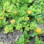 Yellow Ice Plant Live, Perennial Ice Plant Ground Cover for Planting 4 Inch Pot