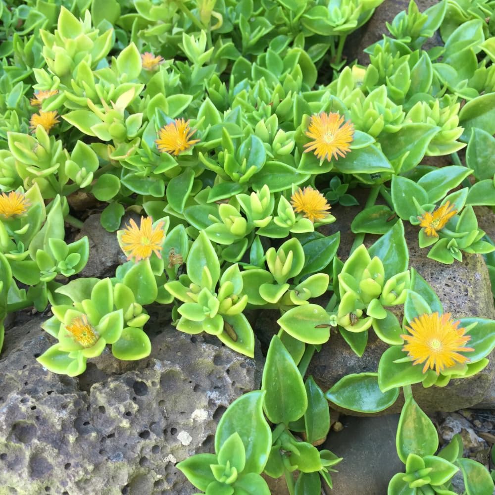 Yellow Ice Plant Live, Perennial Ice Plant Ground Cover for Planting 4 Inch Pot
