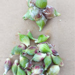 Set 30 Egyptian Walking Onions Bulbs, Large Egyptian Walking Onions Bulbs for Planting, Heirloom Onion Bulb for Planting Outdoors Garden, Perennial and Easy to Plant