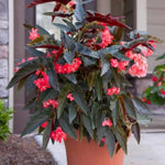 Begonia Plants Live, Rare Begonias Indoor Growing, Hanging Basket, Starter 5 to 9 Inc Tall (Bronze Leaf Rose)