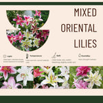Set 4 Mixed Oriental Lilies Bulbs, Lily Bulbs, Flowering Bulb for Outdoor Garden Beds and Containers