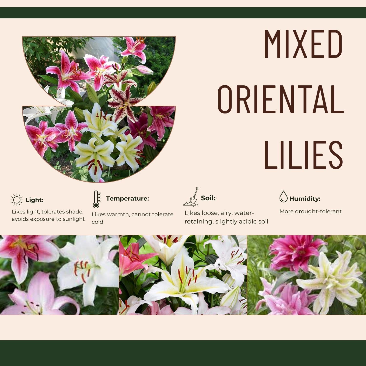 Set 4 Mixed Oriental Lilies Bulbs, Lily Bulbs, Flowering Bulb for Outdoor Garden Beds and Containers