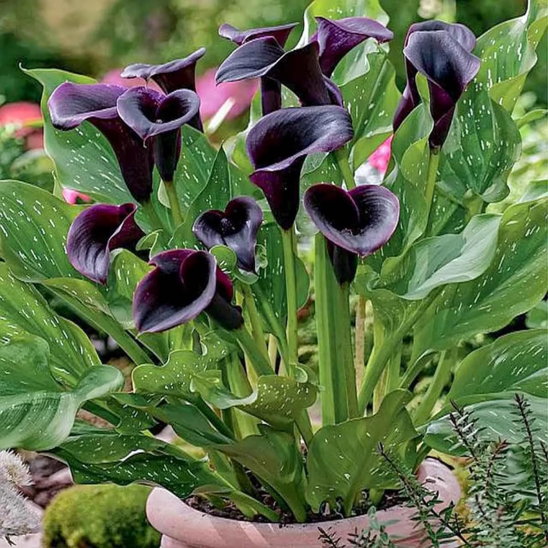 Pack 3 Black Calla Lily Bulbs - Calla Lily Flowering Bulbs for Garden and Containers, Easy to Grow Summer Blooms