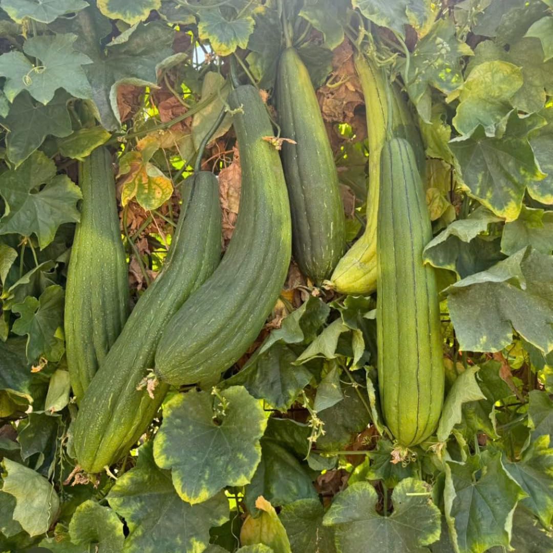 Luffa Plants Live, 2 Luffa Gourd Live Plant, 3 to 5 Inches Tall, Loofah Gourd Plants for Growing Indoor Outdoor, 4 Inches Pot