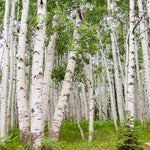 Quaking Aspen Tree Bare Root Seedlings 18-24 Inches Tall, Hardy Tree for Yard, Garden, and Landscaping