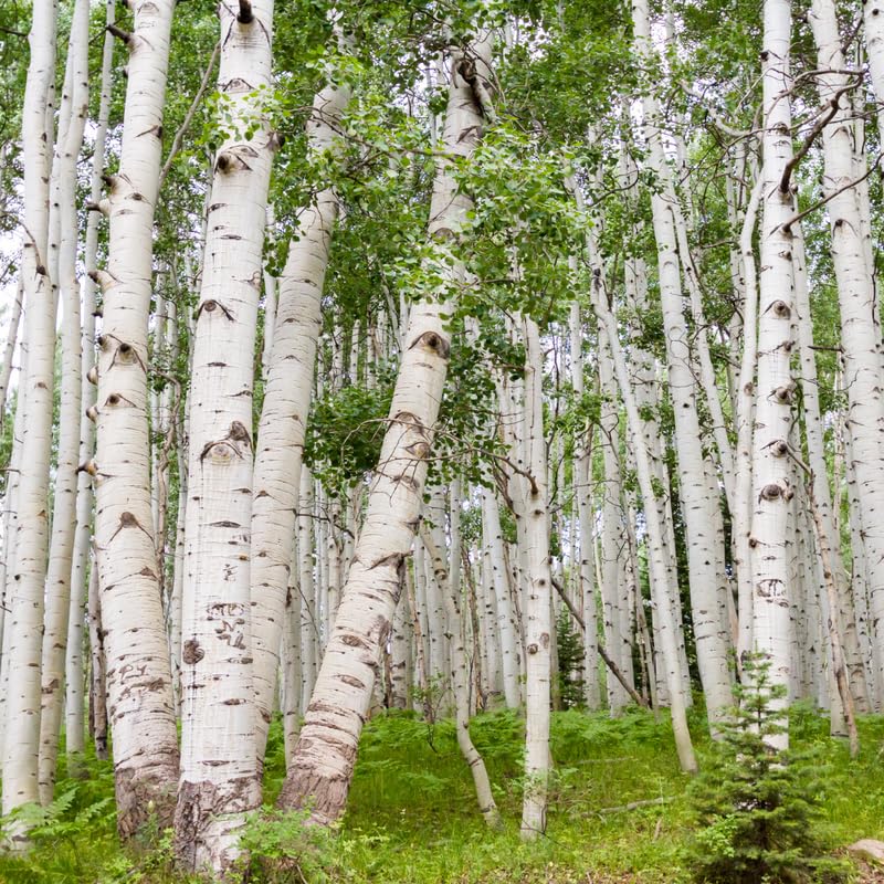 Quaking Aspen Tree Bare Root Seedlings 18-24 Inches Tall, Hardy Tree for Yard, Garden, and Landscaping
