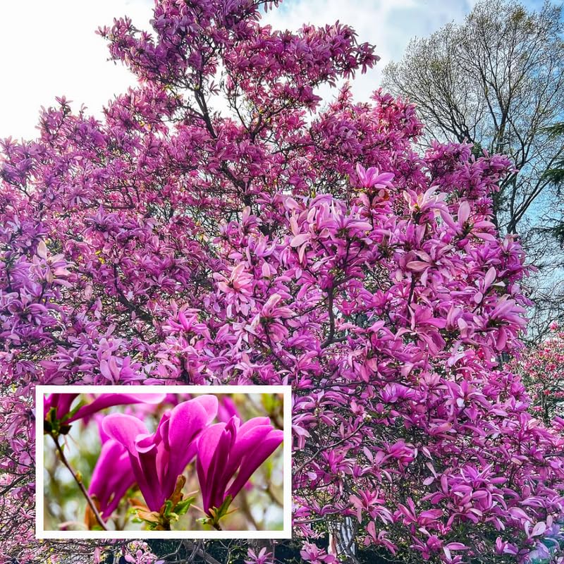 02 Ann Magnolia Tree Live Plant in 2.5" Pot, 1 Year Old Well-Rooted Tree, Cold Hardy, Magnolia Shrub for Spring Planting, Fast-Growing