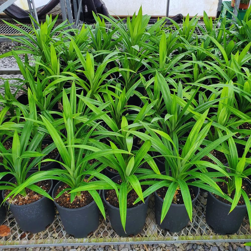 Pandan Plant Live, Pandanus Amaryllifolius Live Plant, 5 to 7 Inc Tall, Well Rooted Outdoor Garden