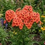 Phlox Plant, Orange Phlox Plant in Plug, 2-3 Inches Tall, Hardy Perennial Flower for Outdoor Garden