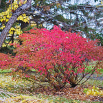 Dwarf Burning Bush Live Plant, Red Burning Bush Shrub Live Plant, 5 to 7 Inches Tall