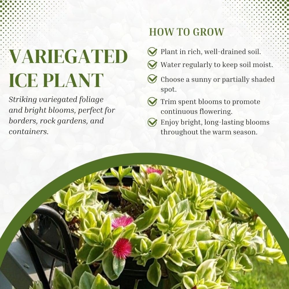 Variegated Baby Sun Rose Plant Live 4" Pot, Variegated Ice Succulent Plant for Indoor Outdoor Growing