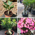 Adenium Desert Rose Plant Live, Desert Rose Live Plant, 4 to 6 Inc Tall (Pink)