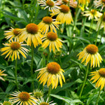 Set 3 of Yellow Echinacea Coneflower Plants Roots, 4 to 5 Inc Tall, Echinacea Plants Live, Coneflower Plant for Gardening Outdoor, Indoor Growing