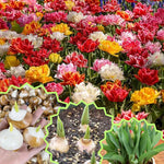 20 Tulip Bulbs for Fall Planting, Large Top Size Tulip Bulbs by Hardiness Zones 3-11, Cold Hardy, Mixed Double Peony Tulip Color for Gardens, Borders or Flowerbeds