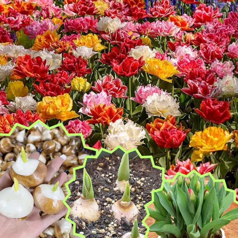 20 Tulip Bulbs for Fall Planting, Large Top Size Tulip Bulbs by Hardiness Zones 3-11, Cold Hardy, Mixed Double Peony Tulip Color for Gardens, Borders or Flowerbeds