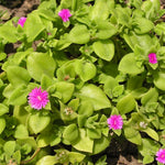 Red Ice Plant Live, Perennial Ice Plant Ground Cover for Planting 4 Inch Pot