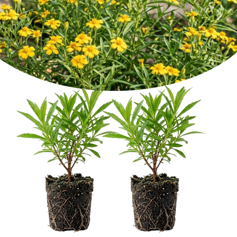Set of 2 Texas Tarragon Live Plants, Tarragon Plant Live, 4-6 Inches Tall, Culinary Herb Plants for Outdoor Planting