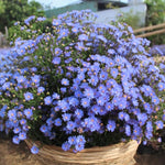 3 Asters Perennial Live Plants, Blue Aster Plants Live for Growing Outdoors, 4 to 6 Inc Tall Seedling, No Pot