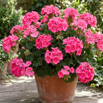 Pink Geranium Plant - 4 Inch Pot, Live Vibrant Geranium Plant, 4-6" Tall Well Rooted Geraniums Starter Plant for Colorful Patio and Garden Flower